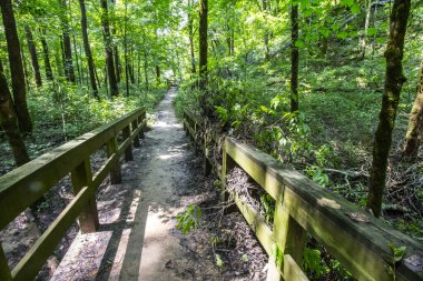 Cedar Bataklığı Yolu, Mamut Mağarası Ulusal Parkı, Kentucky