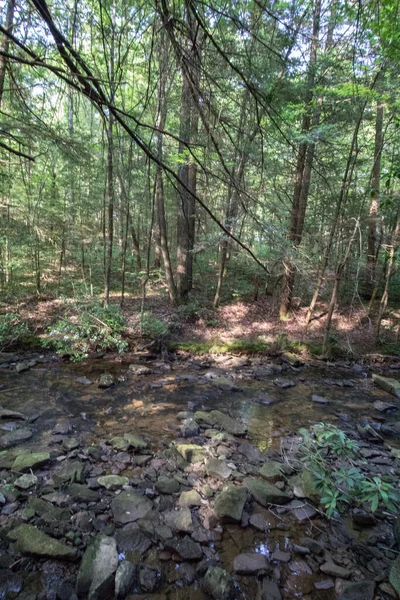 Dog Slaughter Creek Kentucky — Stock Photo, Image