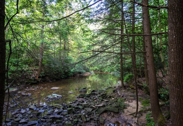 Chien Slaughter Creek Kentucky — Photo