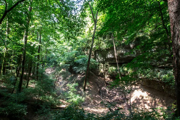 Kilátás Cédrus Víznyelő Ösvényére Mammoth Barlang Nemzeti Park Kentucky — Stock Fotó