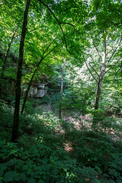 Výhled Cedar Sink Trail Mamutí Jeskyně Kentucky — Stock fotografie