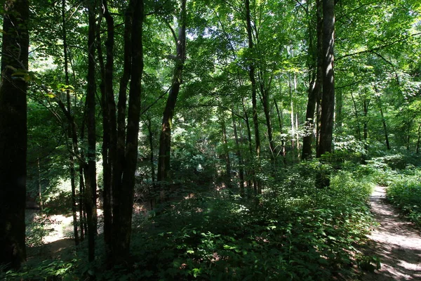 Vistas Trilha Dissipador Cedro Parque Nacional Caverna Mamute Kentucky — Fotografia de Stock