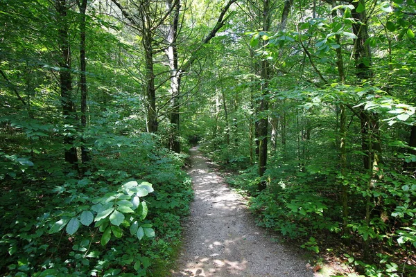 Vue Depuis Sentier Cedar Sink Parc National Mammoth Cave Kentucky — Photo