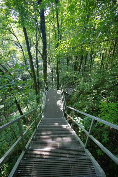 Widok Cedar Sink Trail Mammoth Cave National Park Kentucky — Zdjęcie stockowe