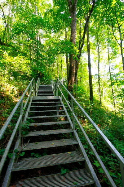 Widok Cedar Sink Trail Mammoth Cave National Park Kentucky — Zdjęcie stockowe