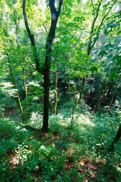 Views Cedar Sink Trail Mammoth Cave National Park Kentucky — Stock Photo, Image