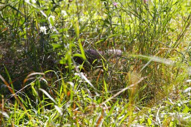 Michigan Elk Gölü 'ne ve çevresine bakıyor