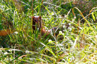 Michigan Elk Gölü 'ne ve çevresine bakıyor