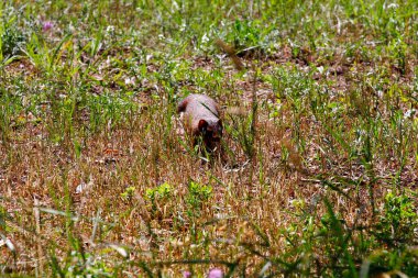 Michigan Elk Gölü 'ne ve çevresine bakıyor