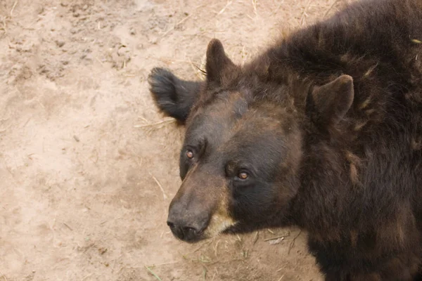 Ours Noir Dans Parc Animalier — Photo