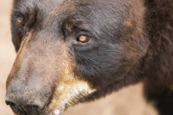 Чорний Ведмідь Заповіднику Дикої Природи — стокове фото