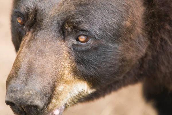 Ours Noir Dans Parc Animalier — Photo