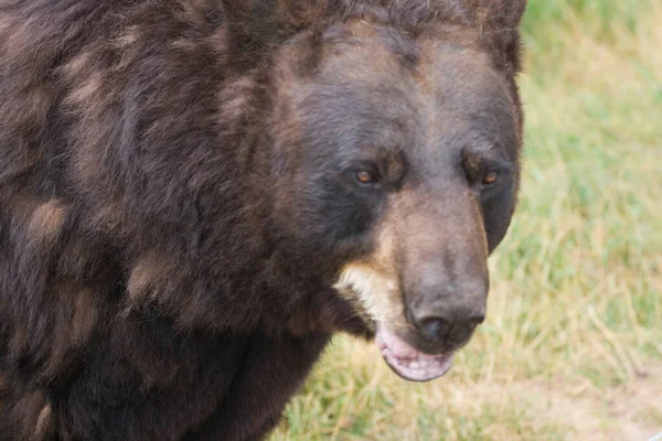 Ours Noir Dans Parc Animalier — Photo