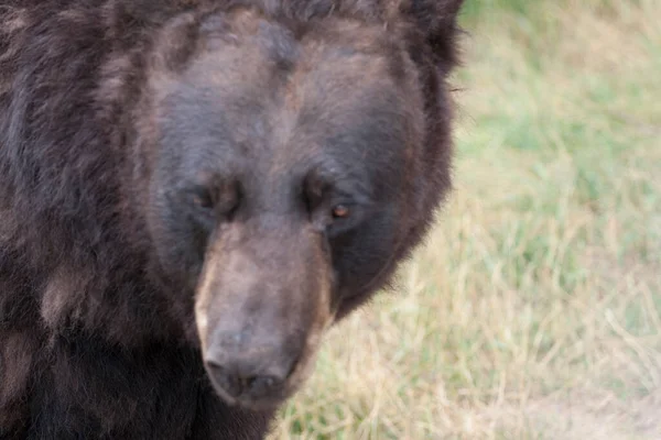 Czarny Niedźwiedź Parku Przyrody — Zdjęcie stockowe