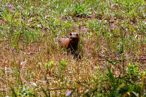 Uitzicht Rond Elk Lake Michigan — Stockfoto