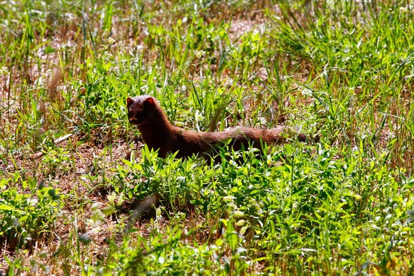 Vedute Intorno Elk Lake Michigan — Foto Stock