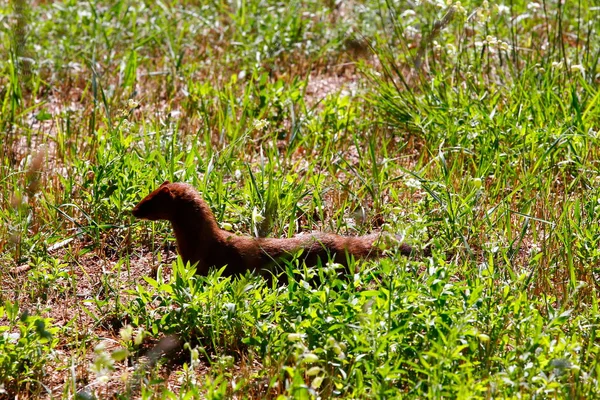 Utsikt Över Och Runt Älgsjön Michigan — Stockfoto