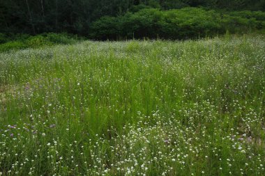 Michigan Elk Gölü 'ne ve çevresine bakıyor