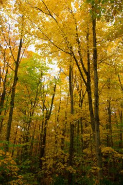 Sonbahar Renkleri Görünümü, Michigan