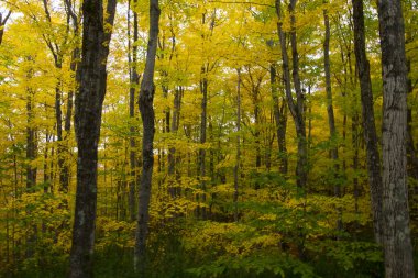 Sonbahar Renkleri Görünümü, Michigan