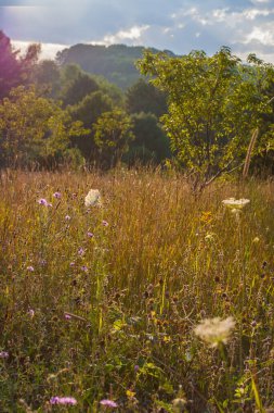 Michigan 'da Çeşitli Çiçek Görüntüleri