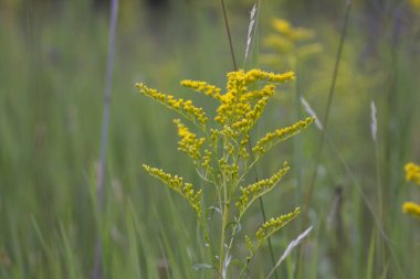 Michigan 'da Çeşitli Çiçek Görüntüleri