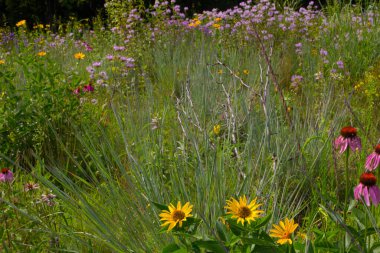Michigan 'da Çeşitli Çiçek Görüntüleri