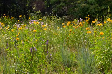 Michigan 'da Çeşitli Çiçek Görüntüleri