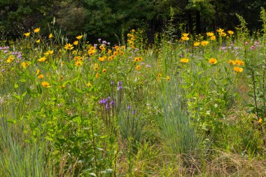 Michigan 'da Çeşitli Çiçek Görüntüleri