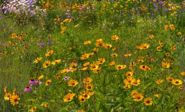 Michigan 'da Çeşitli Çiçek Görüntüleri