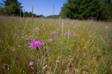Michigan 'da Çeşitli Çiçek Görüntüleri