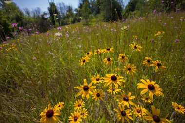 Michigan 'da Çeşitli Çiçek Görüntüleri