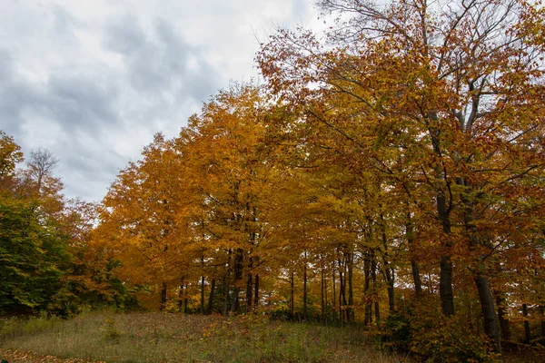 密歇根州秋天的景色 — 图库照片