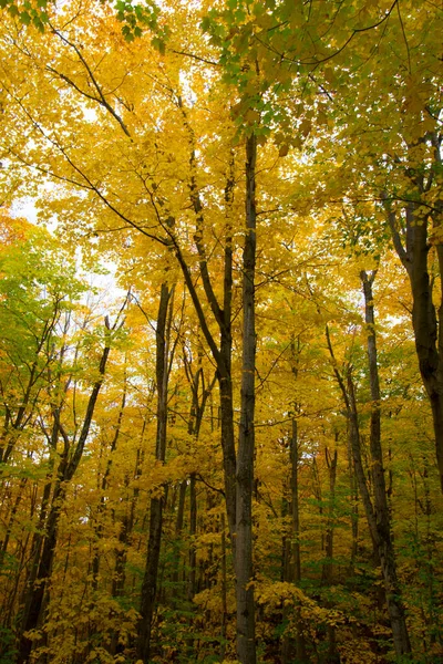 Sonbahar Renkleri Görünümü, Michigan