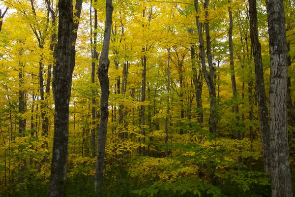 密歇根州秋天的景色 — 图库照片