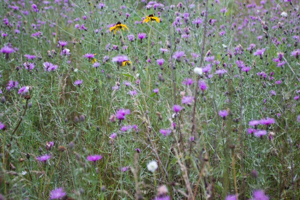 密歇根州花卉的各种观点 — 图库照片