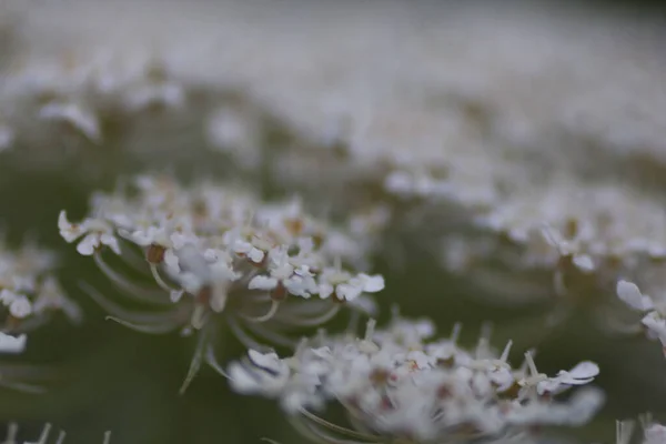Verschiedene Ansichten Von Blumen Michigan — Stockfoto