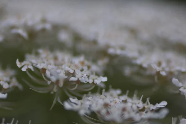 Olika Synpunkter Blommor Michigan — Stockfoto