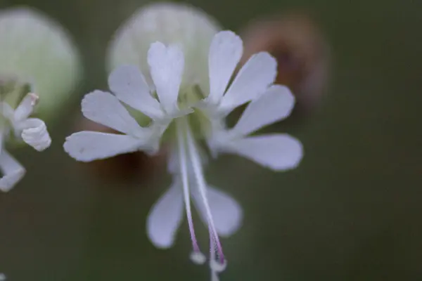 Différentes Vues Fleurs Dans Michigan — Photo