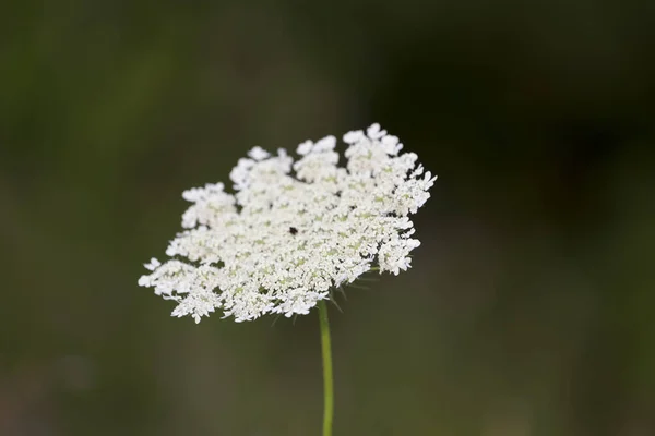 ミシガン州の花の様々な景色 — ストック写真