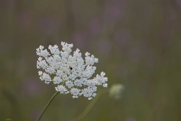 ミシガン州の花の様々な景色 — ストック写真