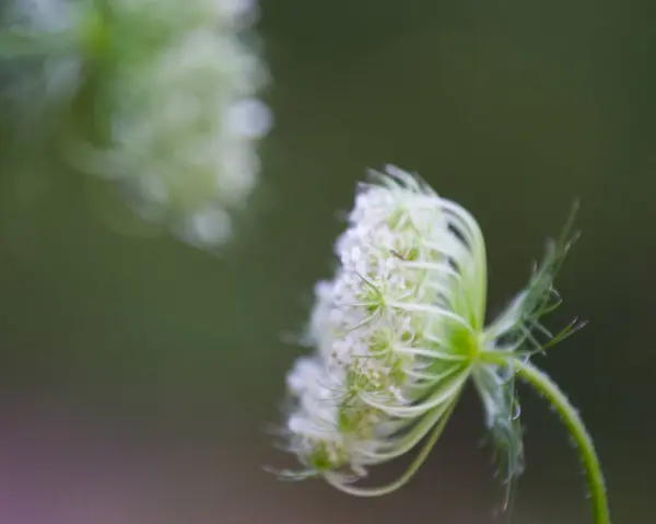 ミシガン州の花の様々な景色 — ストック写真