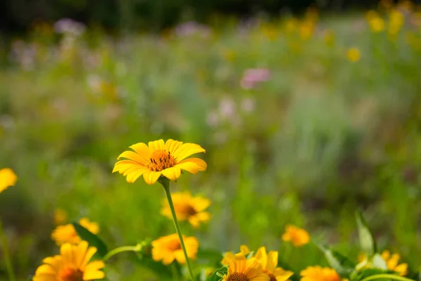 密歇根州花卉的各种观点 — 图库照片