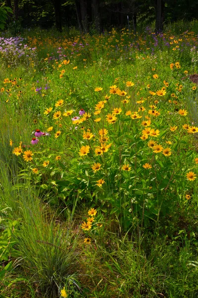 Verschiedene Ansichten Von Blumen Michigan — Stockfoto