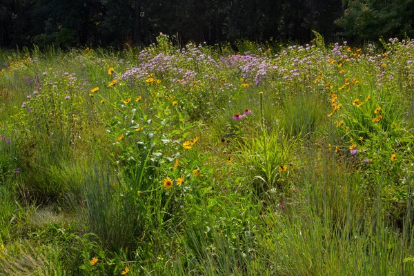 Διάφορες Απόψεις Των Λουλουδιών Michigan — Φωτογραφία Αρχείου