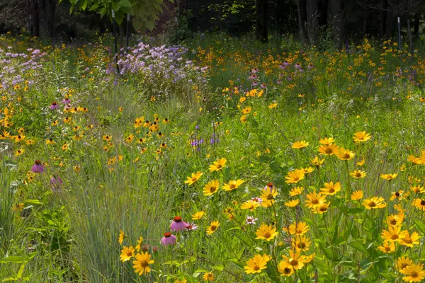 Różne Widoki Kwiaty Michigan — Zdjęcie stockowe