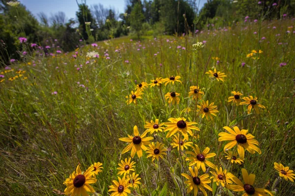 Verschiedene Ansichten Von Blumen Michigan — Stockfoto