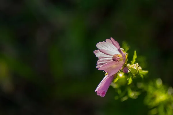 ミシガン州の花の様々な景色 — ストック写真