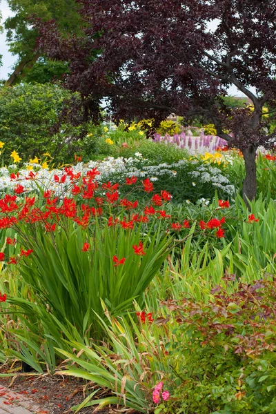 Différentes Vues Fleurs Dans Michigan — Photo