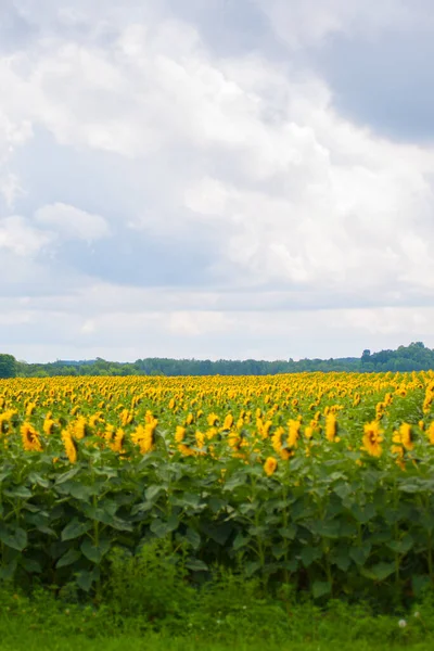 Verschiedene Ansichten Von Blumen Michigan — Stockfoto